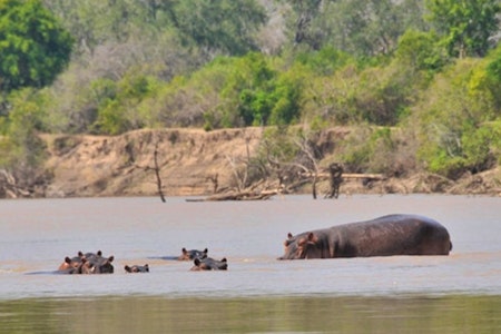 Hippos in the river at Serena Mivumo River Lodge